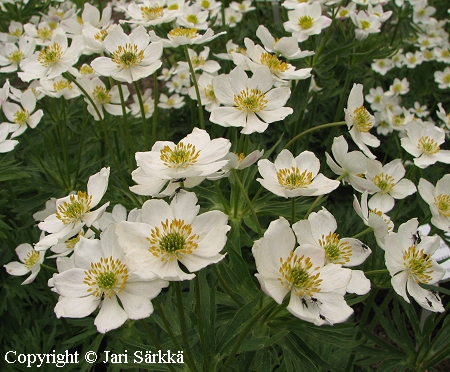  Anemone narcissiflora 